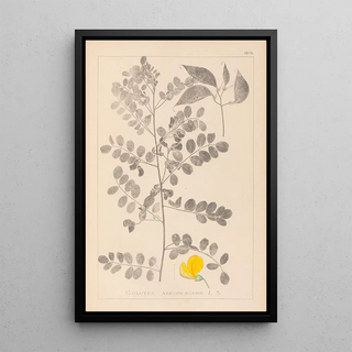 Louis Antoine Cusin - Herbier de la flore franaise Pl0436.webp