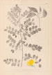 Ranskan kasvilajiston herbarium Pl0436 — näkymä teoksesta