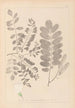 ranskalaisten kasvilajiston herbarium Pl0437 - Louis Antoine Cusin — näkymä teoksesta