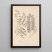 ranskalaisten kasvilajiston herbarium Pl0437 - Louis Antoine Cusin — kehystetty taideteos seinällä