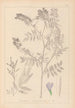 ranskalaisten kasvilajiston herbarium Pl0438 - Louis Antoine Cusin — näkymä teoksesta