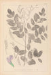 ranskalaisten kasvilajiston herbarium Pl0439 - Louis Antoine Cusin — näkymä teoksesta