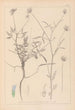 ranskalaisten kasvilajiston herbarium Pl0440 - Louis Antoine Cusin — näkymä teoksesta