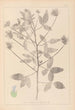 ranskalaisten kasvilajiston herbarium Pl0441 - Louis Antoine Cusin — näkymä teoksesta