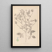 ranskalaisten kasvilajiston herbarium Pl0441 - Louis Antoine Cusin — kehystetty taideteos seinällä