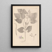 ranskalaisten kasvilajiston herbarium Pl0442 - Louis Antoine Cusin — kehystetty taideteos seinällä