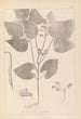 ranskalaisten kasvilajiston herbarium Pl0442 - Louis Antoine Cusin — näkymä teoksesta