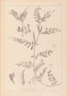 ranskalaisten kasvilajiston herbarium Pl0443 - Louis Antoine Cusin — näkymä teoksesta
