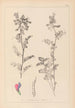 ranskalaisten kasvilajiston herbarium Pl0444 - Louis Antoine Cusin — näkymä teoksesta