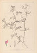 ranskalaisten kasvilajiston herbarium Pl0445 - Louis Antoine Cusin — näkymä teoksesta