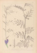 ranskalaisten kasvilajiston herbarium Pl0446 - Louis Antoine Cusin — näkymä teoksesta