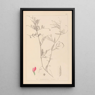 Louis Antoine Cusin - Herbier de la flore franaise Pl0447.webp