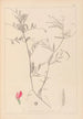 ranskalaisten kasvilajiston herbarium Pl0447 - Louis Antoine Cusin — näkymä teoksesta