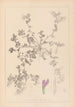 ranskalaisten kasvilajiston herbarium Pl0449 - Louis Antoine Cusin — näkymä teoksesta