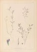 ranskalaisten kasvilajiston herbarium Pl0450 - Louis Antoine Cusin — näkymä teoksesta