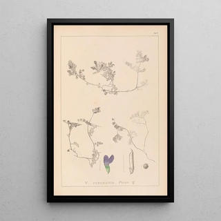Louis Antoine Cusin - Herbier de la flore franaise Pl0451.webp