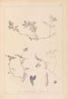 ranskalaisten kasvilajiston herbarium Pl0451 - Louis Antoine Cusin — näkymä teoksesta