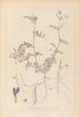 ranskalaisten kasvilajiston herbarium Pl0452 - Louis Antoine Cusin — näkymä teoksesta