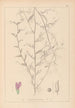 ranskalaisten kasvilajiston herbarium Pl0453 - Louis Antoine Cusin — näkymä teoksesta