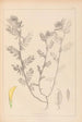 ranskalaisten kasvilajiston herbarium Pl0454 - Louis Antoine Cusin — näkymä teoksesta