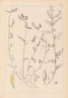 ranskalaisten kasvilajiston herbarium Pl0456 - Louis Antoine Cusin — näkymä teoksesta