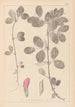 ranskalaisten kasvilajiston herbarium Pl0458 - Louis Antoine Cusin — näkymä teoksesta
