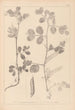 ranskalaisten kasvilajiston herbarium Pl0459 - Louis Antoine Cusin — näkymä teoksesta
