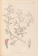 ranskalaisten kasvilajiston herbarium Pl0460 - Louis Antoine Cusin — näkymä teoksesta