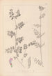 ranskalaisten kasvilajiston herbarium Pl0461 - Louis Antoine Cusin — näkymä teoksesta