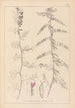 Ranskalaisen kasvilajiston herbarium Pl0462 - Louis Antoine Cusin — näkymä teoksesta