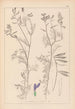 Ranskalaisen kasvilajiston herbarium Pl0464 - Louis Antoine Cusin — näkymä teoksesta