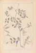 Ranskalaisen kasvilajiston herbarium Pl0467 - Louis Antoine Cusin — näkymä teoksesta