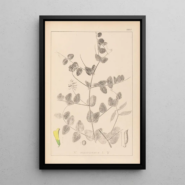Louis Antoine Cusin - Herbier de la flore franaise Pl0468.webp