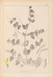 Ranskalaisen kasvilajiston herbarium Pl0468 - Louis Antoine Cusin — näkymä teoksesta