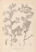 Ranskalaisen kasvilajiston herbarium Pl0470 - Louis Antoine Cusin — näkymä teoksesta