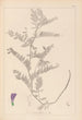 Ranskalaisen kasvilajiston herbarium Pl0471 - Louis Antoine Cusin — näkymä teoksesta
