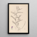 Ranskalaisen kasvilajiston herbarium Pl0471 - Louis Antoine Cusin — kehystetty taideteos seinällä