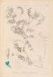 Ranskalaisen kasvilajiston herbarium Pl0472 - Louis Antoine Cusin — näkymä teoksesta