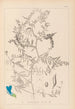 Ranskalaisen kasvilajiston herbarium Pl0473 - Louis Antoine Cusin — näkymä teoksesta
