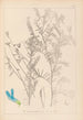 Ranskalaisen kasvilajiston herbarium Pl0474 - Louis Antoine Cusin — näkymä teoksesta