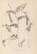 Ranskalaisen kasvilajiston herbarium Pl0476 - Louis Antoine Cusin — näkymä teoksesta
