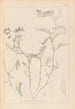 Ranskalaisen kasvilajiston herbarium Pl0477 - Louis Antoine Cusin — näkymä teoksesta