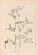 Ranskalaisen kasvilajiston herbarium Pl0478 - Louis Antoine Cusin — näkymä teoksesta