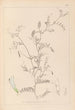 Ranskalaisen kasvilajiston herbarium Pl0479 - Louis Antoine Cusin — näkymä teoksesta