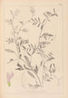 Ranskalaisen kasvilajiston herbarium Pl0480 - Louis Antoine Cusin — näkymä teoksesta
