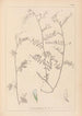 Ranskalaisen kasvilajiston herbarium Pl0481 - Louis Antoine Cusin — näkymä teoksesta