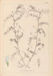 Ranskalaisen kasvilajiston herbarium Pl0482 - Louis Antoine Cusin — näkymä teoksesta