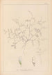Ranskalaisen kasvilajiston herbarium Pl0483 - Louis Antoine Cusin — näkymä teoksesta