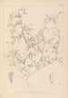 Ranskalaisen kasvilajiston herbarium Pl0484 - Louis Antoine Cusin — näkymä teoksesta