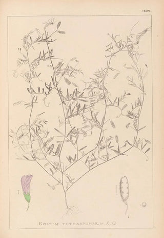 Louis Antoine Cusin - Herbier de la flore franaise Pl0484.webp